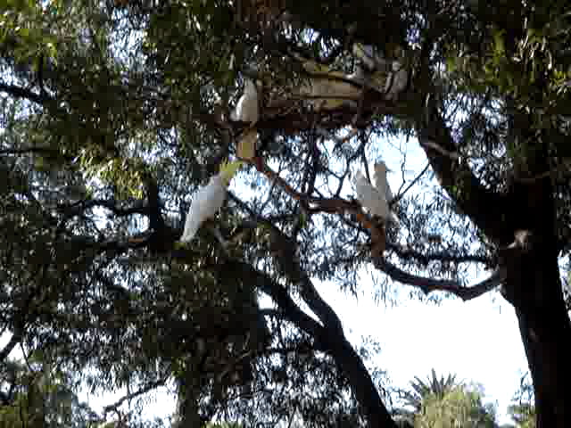 Cockatoos-1