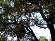 Cockatoos-1