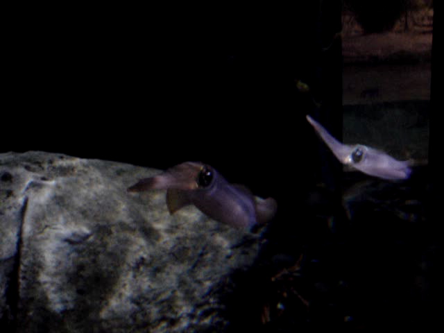 Aquarium_squid_better-2