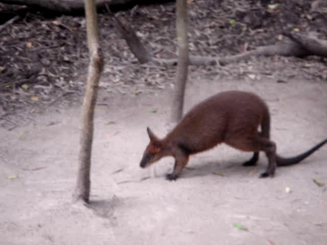 Wallabee_walk-1