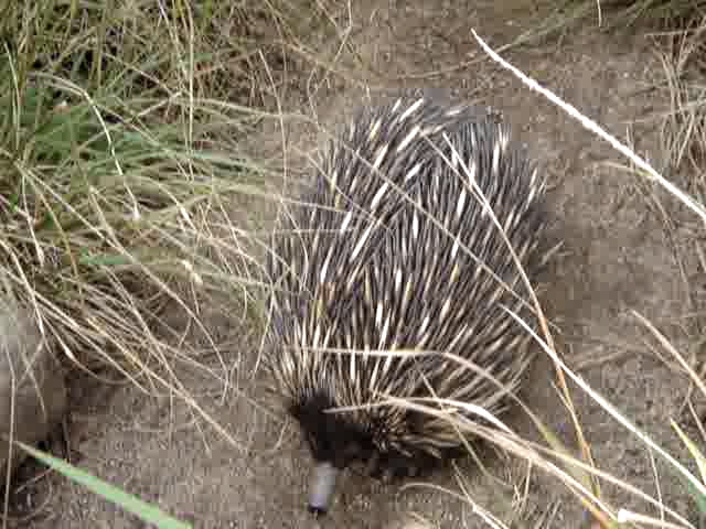 Echidna2-1