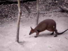 Wallabee_walk-1