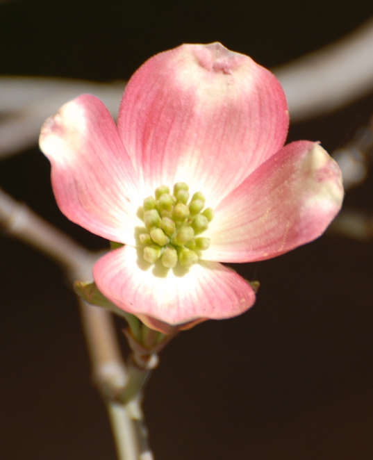 dogwood1