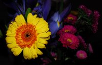 yellow_flower1