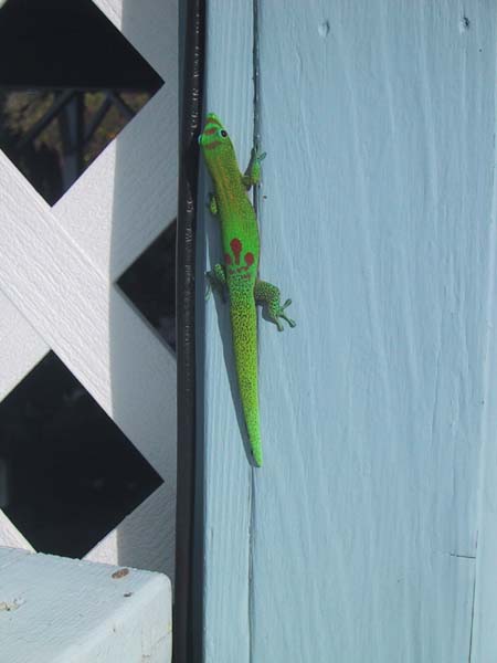 47_kona_gecko