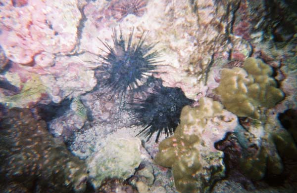 47o_urchins